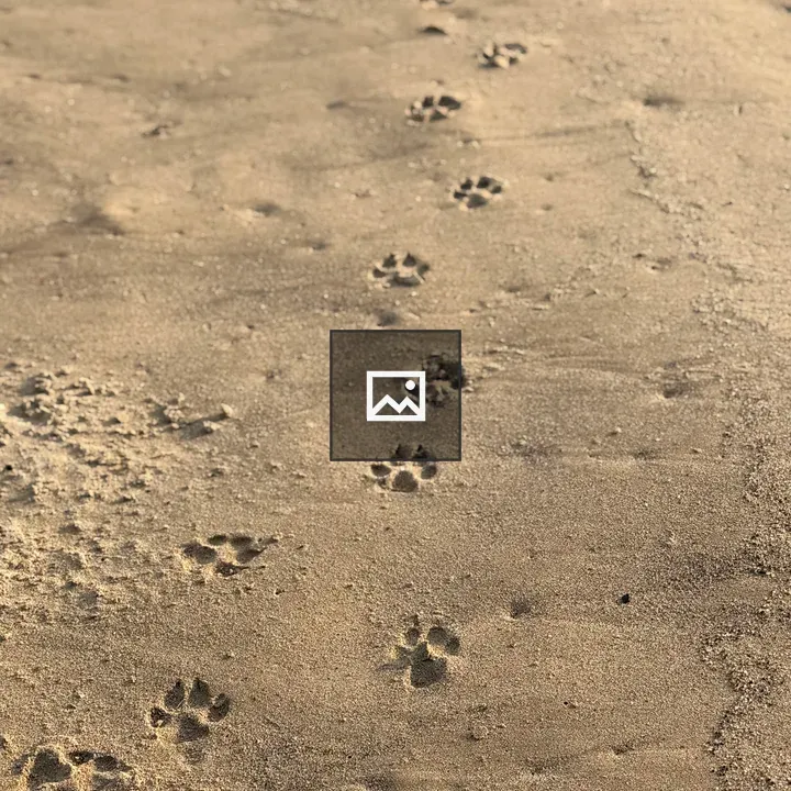 Paw Prints on Sandy Beach
