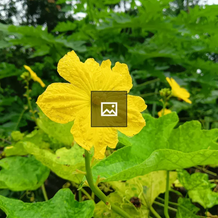 Yellow flower among green leaves