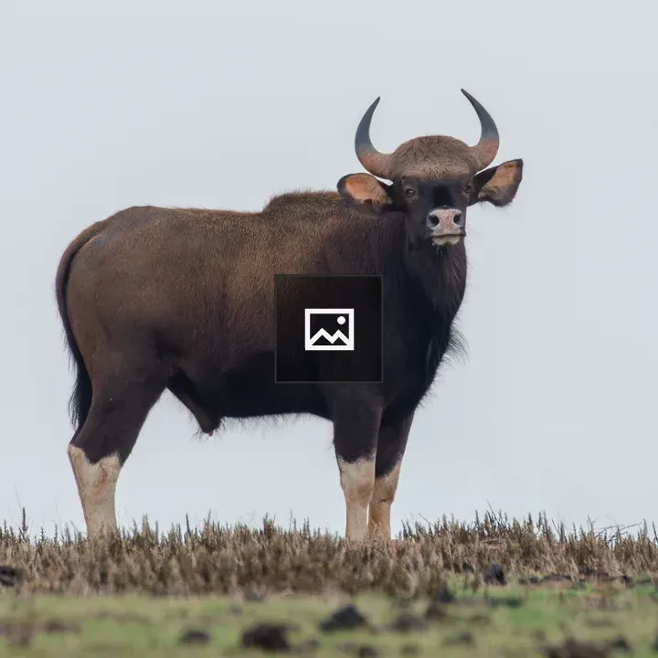 Gaur in grassy field