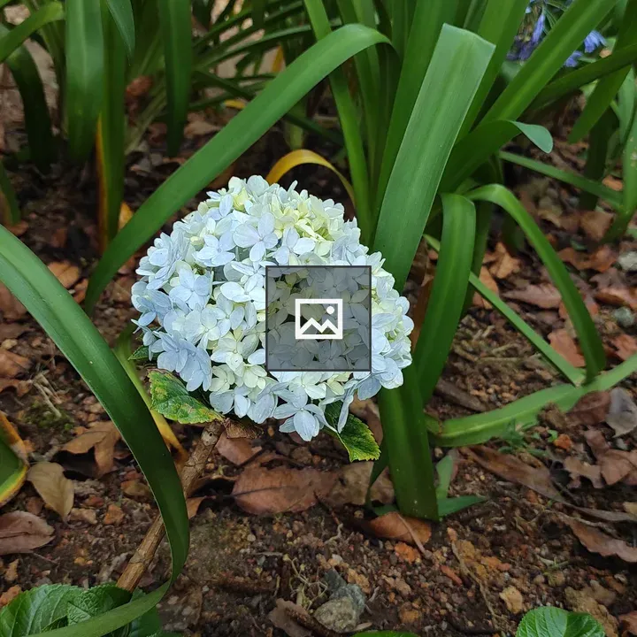 Pale blue hydrangea cluster