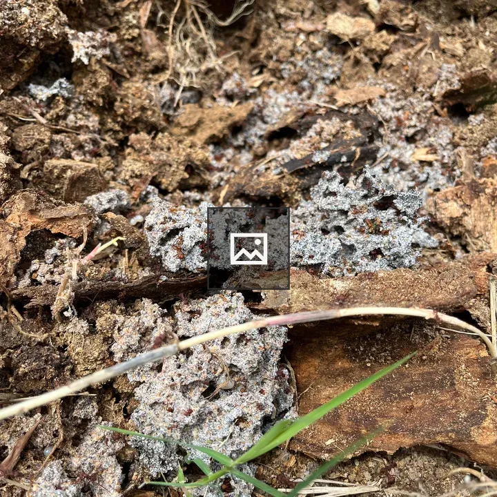 Ant Nest on Soil and Wood