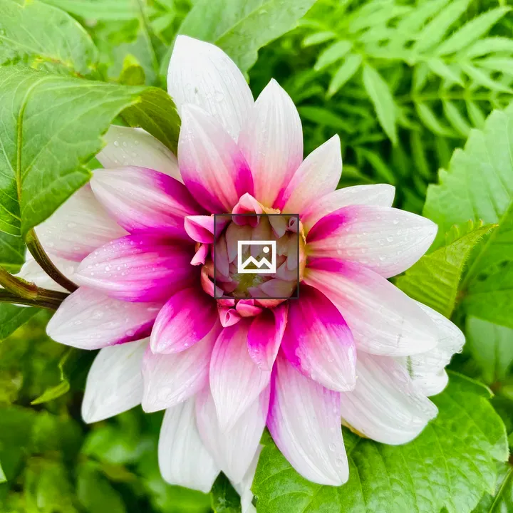 Dahlia flower pink purple
