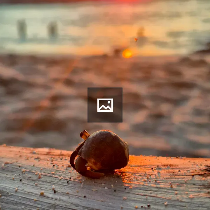 Hermit crab on driftwood at sunset