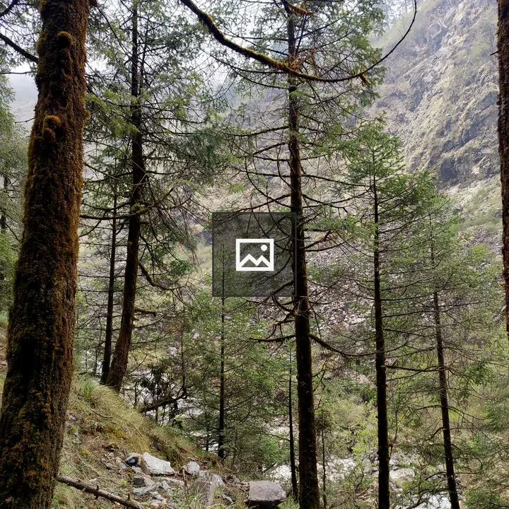 Dense pine forest on rocky slope