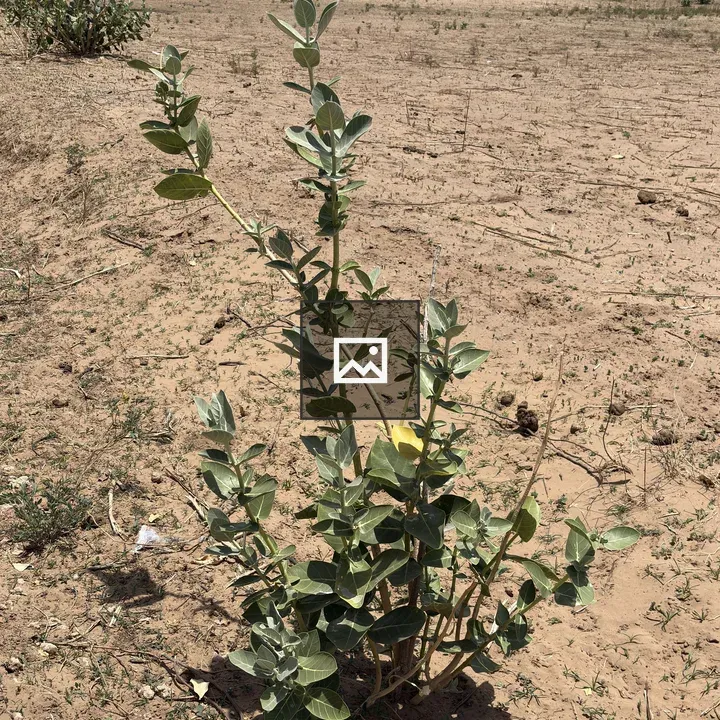 Small green plant in dry field