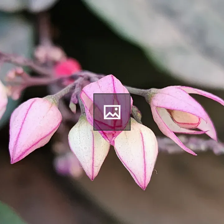Asian bleeding heart flower buds
