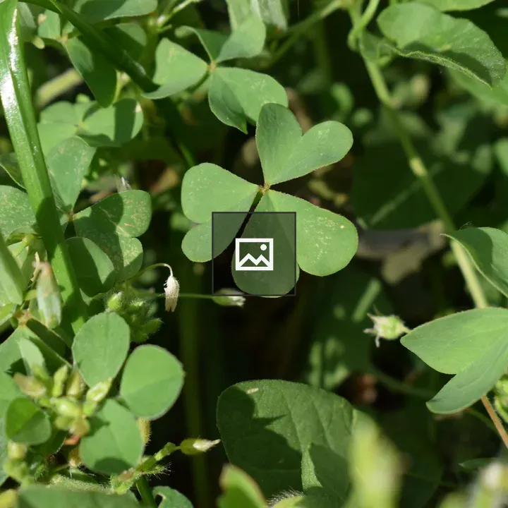 Group of green clovers