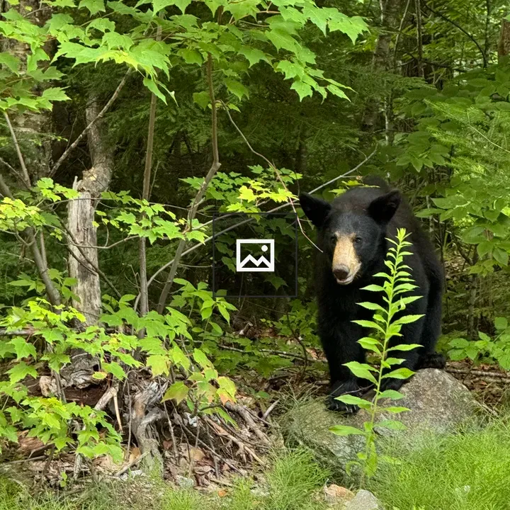 American Black Bear Peering Out