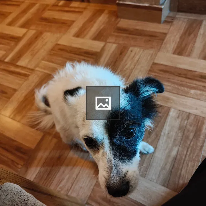 Small dog with eye patch