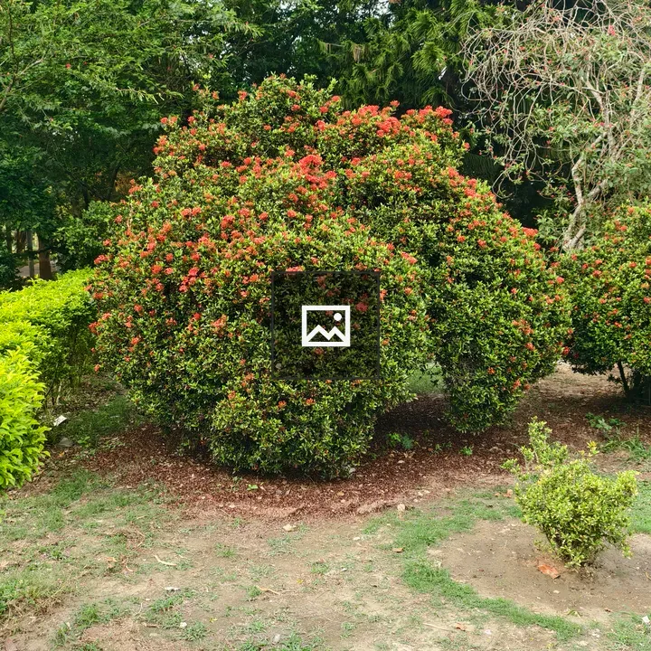 Round Green Bush with Red Flowers