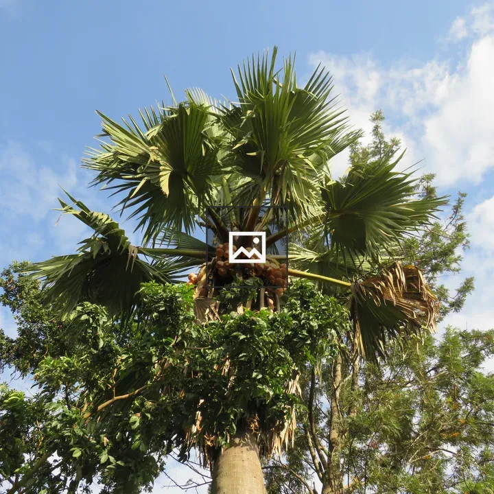 Palm Tree with Orange Fruit