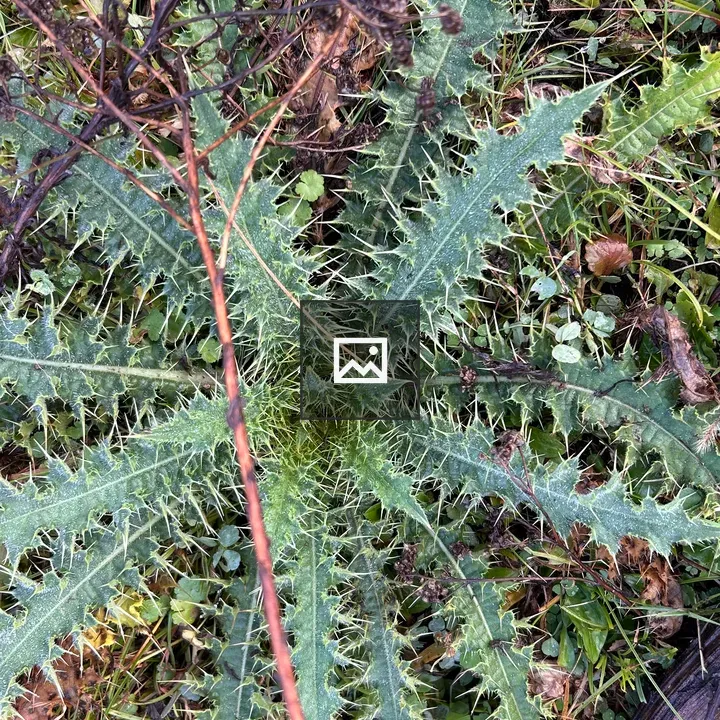 Top-Down View of Spiky Green Plant
