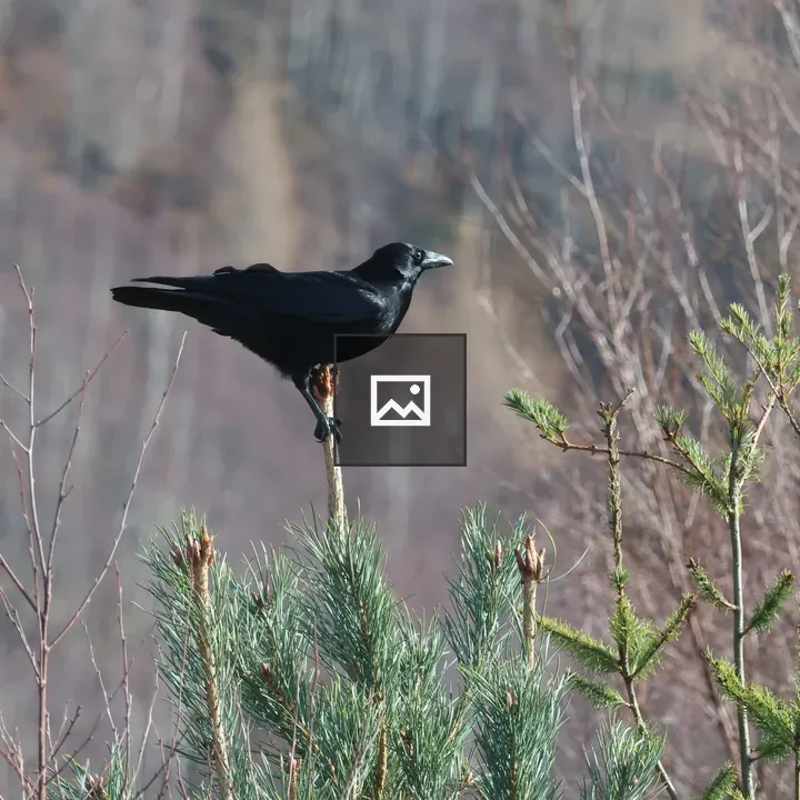 Raven on Pine Tree Top