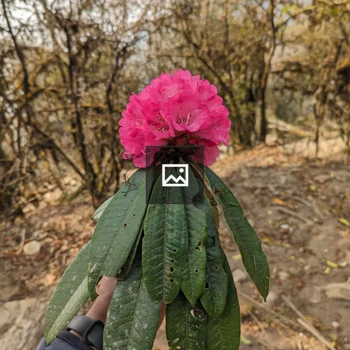 Pink rhododendron flower