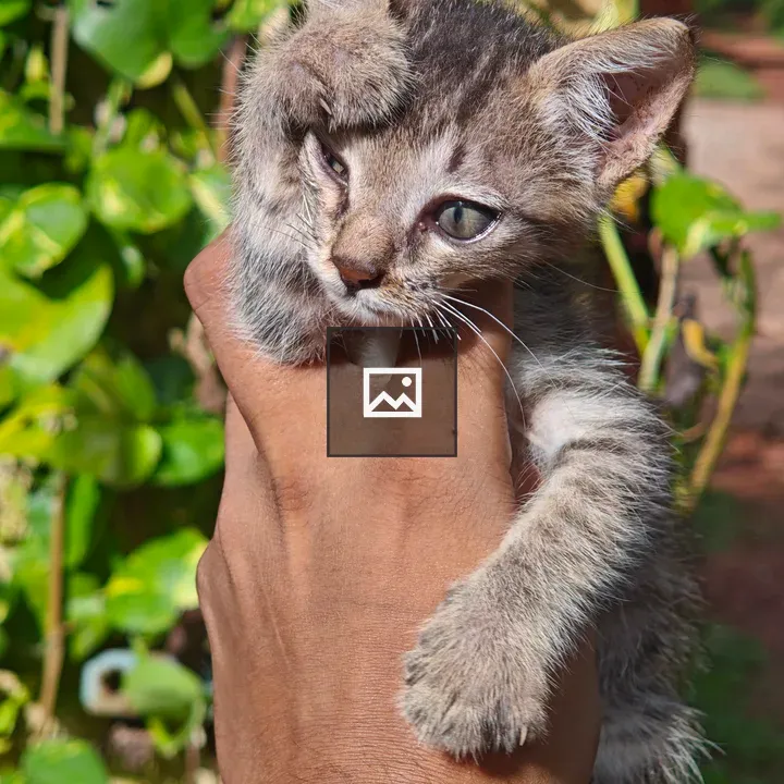 Person with small fluffy kitten