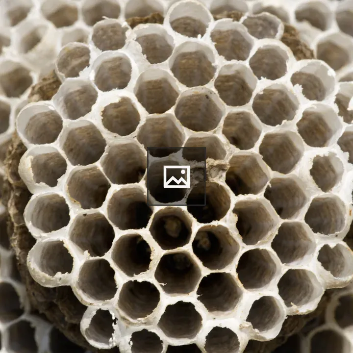 Inner part of a wasp nest