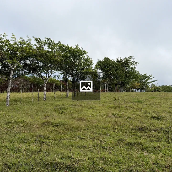 Grassland with Trees and Cattle