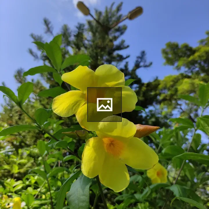 Two yellow flowers in bloom
