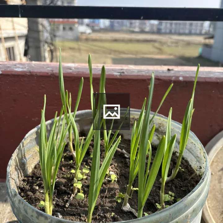 Garlic Shoots in Pot