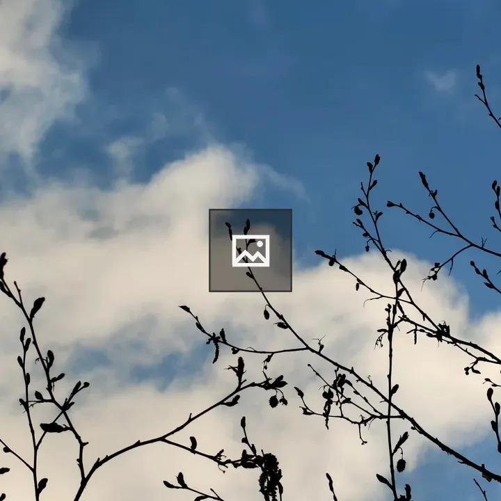 Silhouetted branches with budding leaves