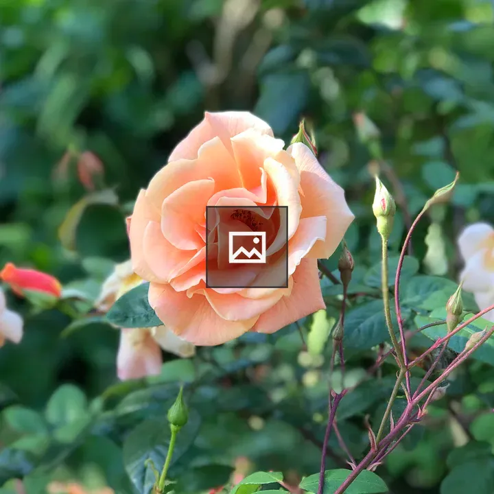 Blooming Peach Rose Flower