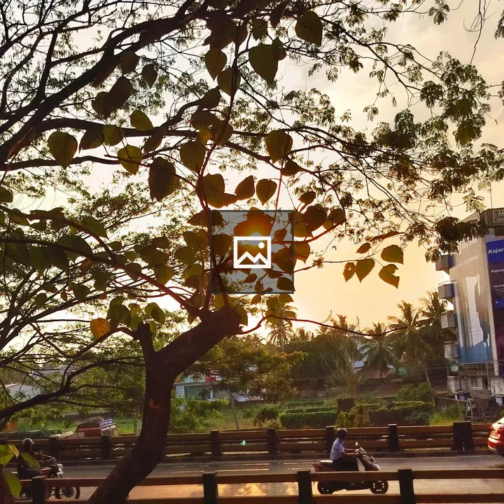 Sunset View Through Tree with Road