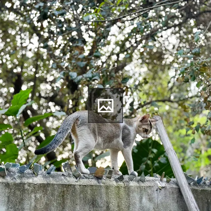 Cat on stone wall