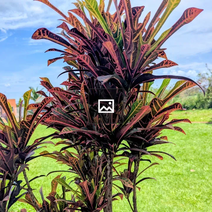 Vibrant croton plant