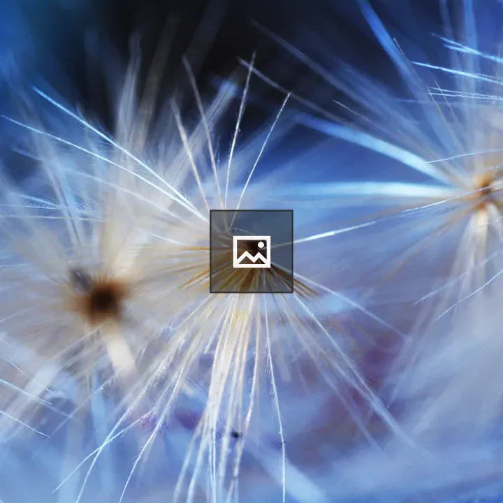 Dandelion Seeds Macro Shot