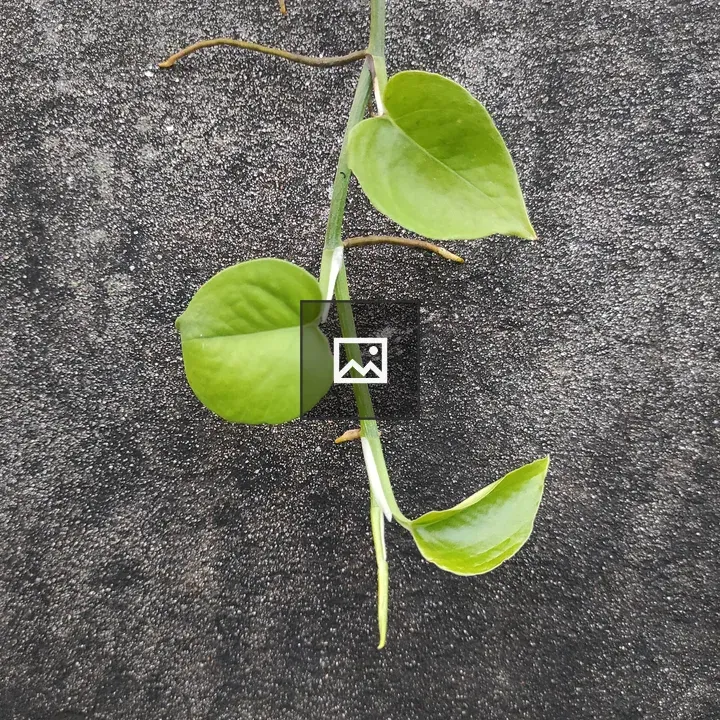 Green money plant on wall