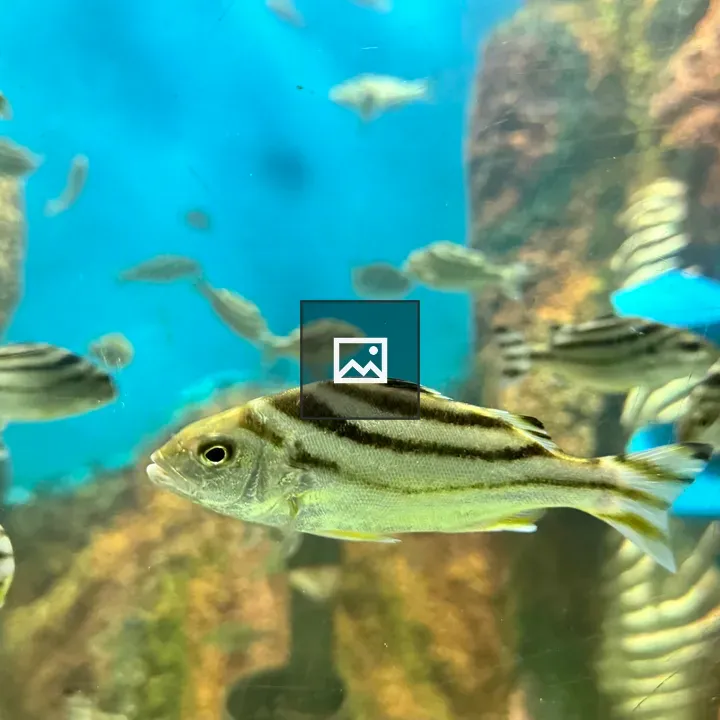 Striped silver fish in aquarium