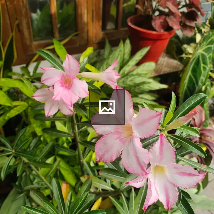 Desert rose flower close-up