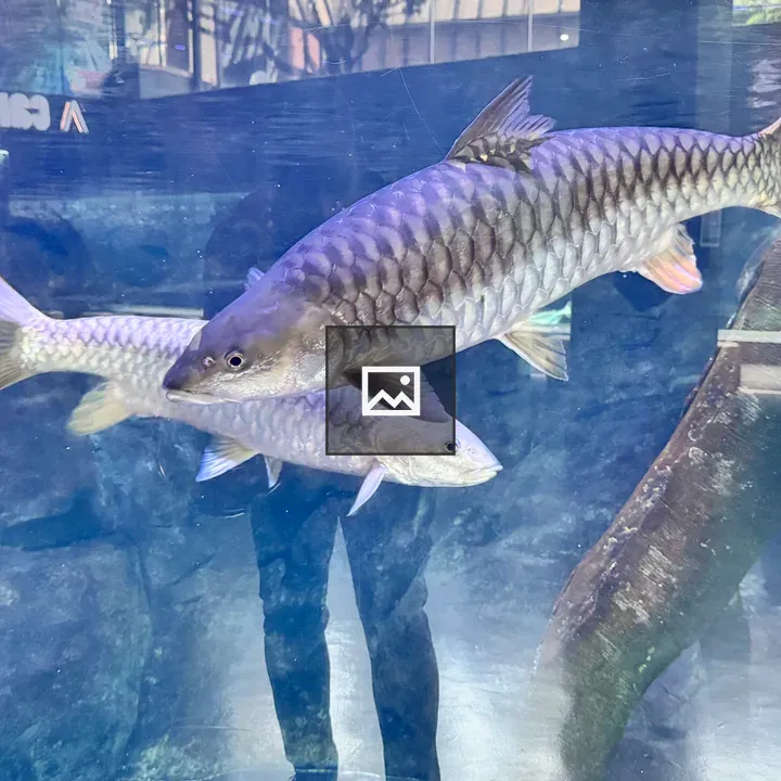 Two large freshwater fish