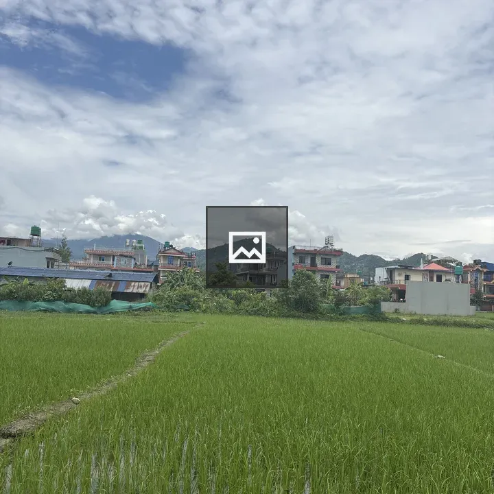 Rice field with dirt path