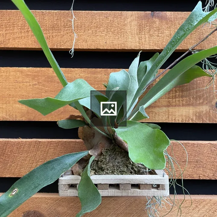 Green plant on wooden display
