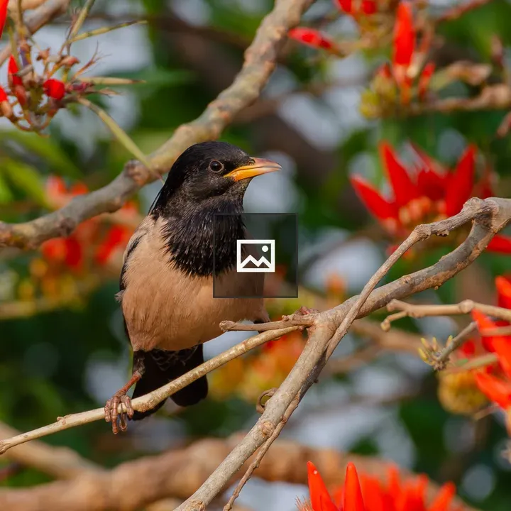 Rosy Starling on Branch