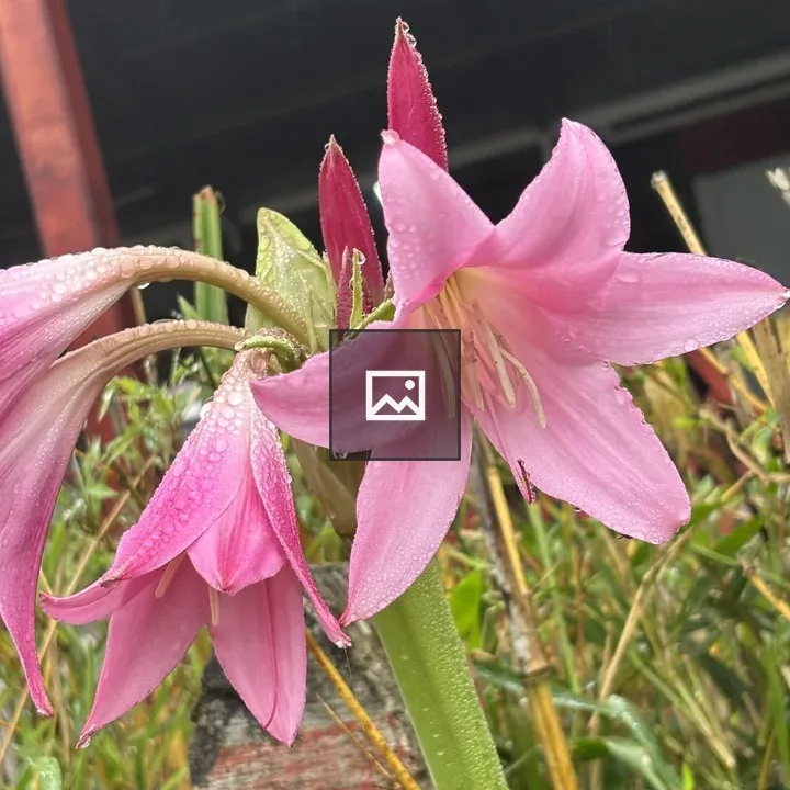 Pink lily with dew droplets