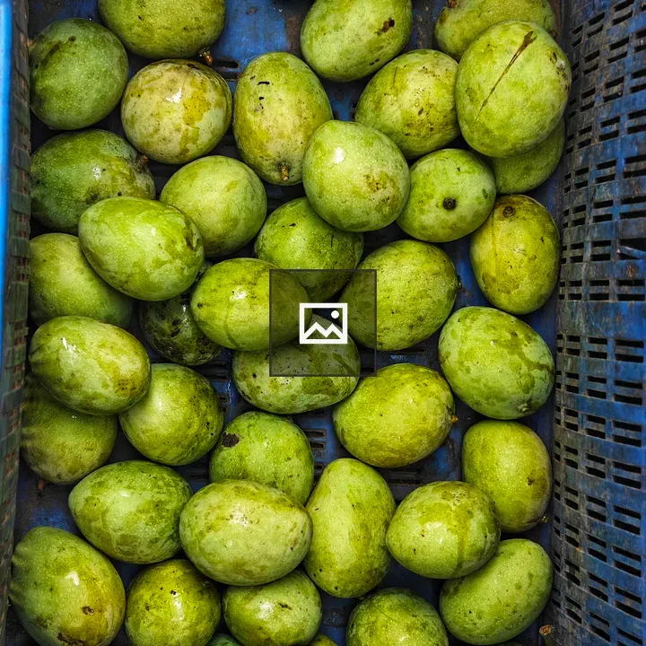 Fresh green mangoes in crate