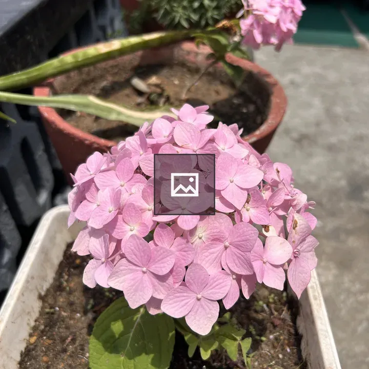 Pink hydrangea in planter