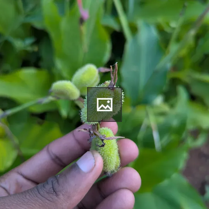 Green plant pod held by hand