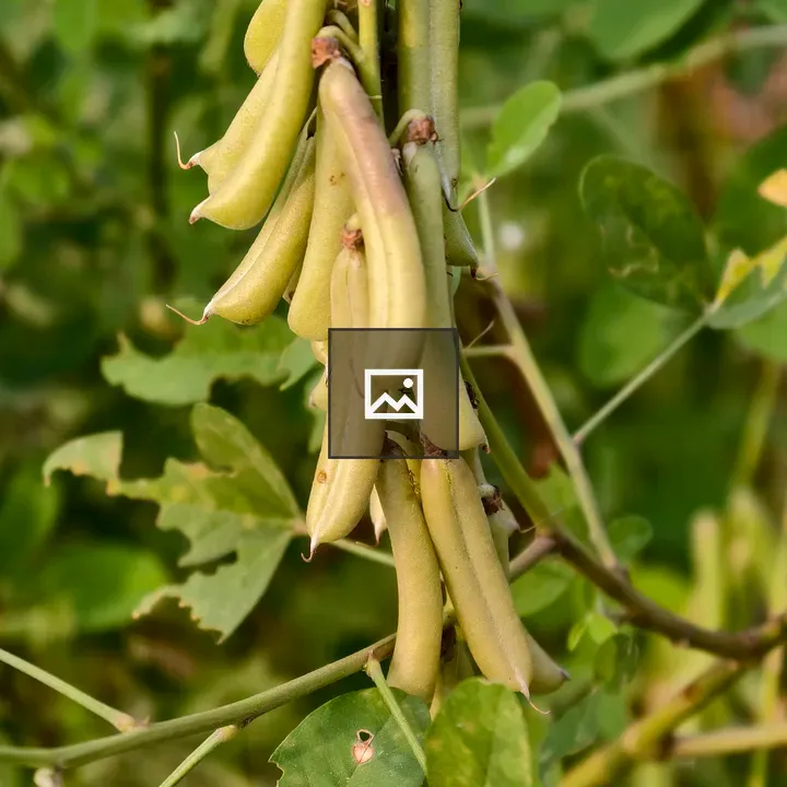 Green Pod Close-up