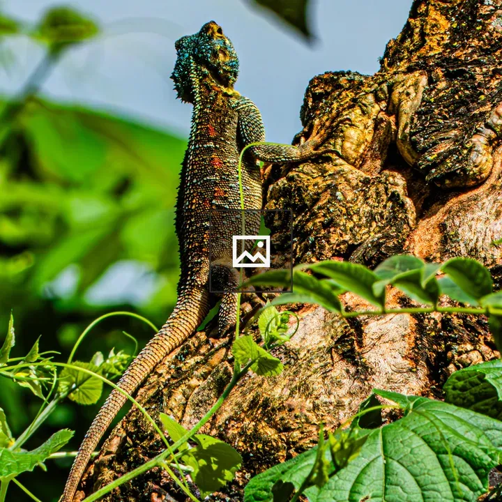 Red-headed Rock Agama Lizard