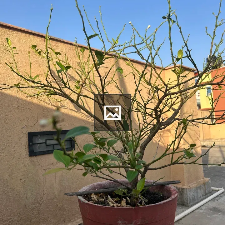 Potted plant on rooftop