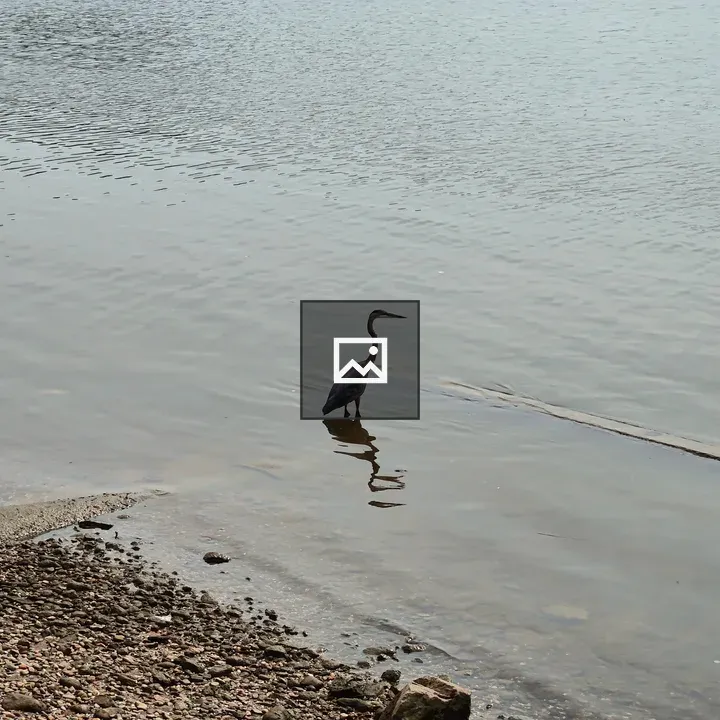 Bird in shallow water