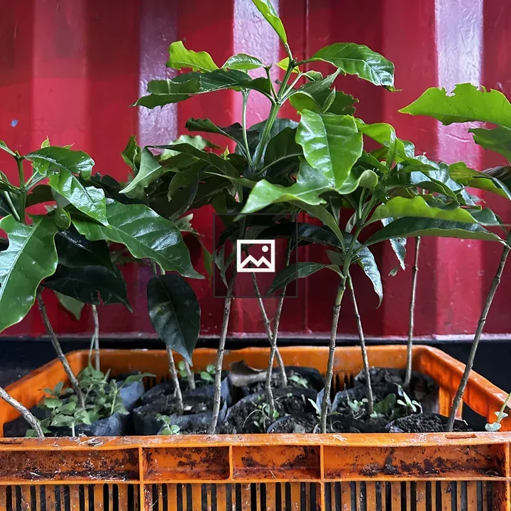 Basket of coffee saplings