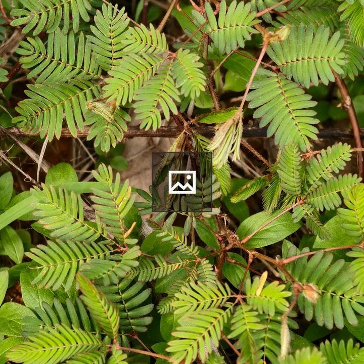 Mimosa pudica Leaflets Top View