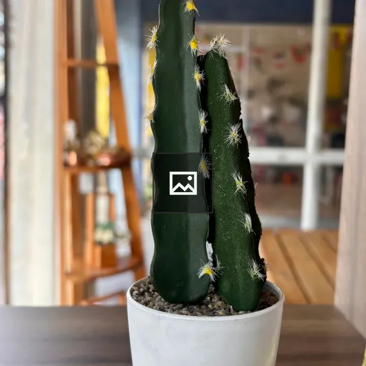 Tall green cactus in white pot