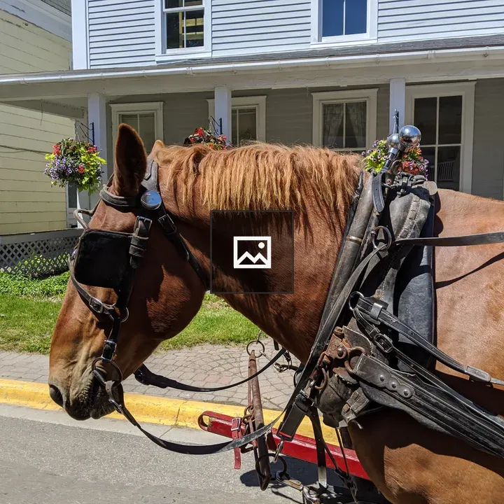 Mackinac Island carriage horse