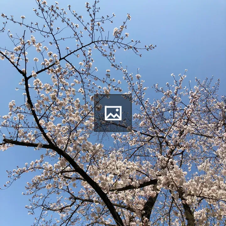 Cherry blossom branches in blue sky