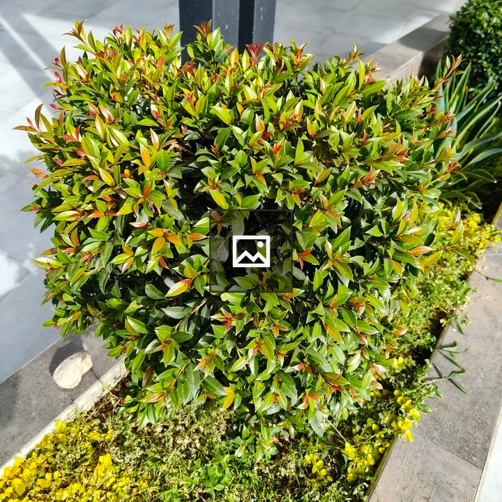 Leafy shrub with reddish new shoots